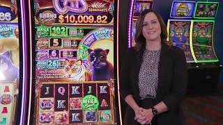 Cats Wild Serengeti™ Video Slots Product Demo Video screenshot 4