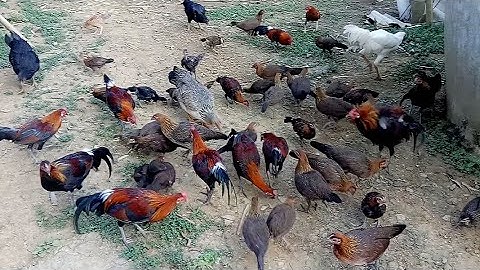 Saib kom paub/Qaib qu coob thiab zoo nkauj kawg nkau li nawb/lô gà rừng đẹp miễn tre. ko xem quá phí