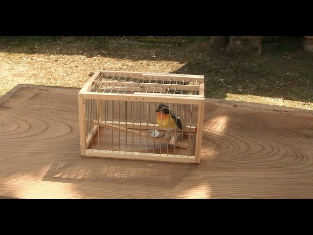針金格子の機能鳥籠 3 H 型改・new birdcage with wire type - YouTube