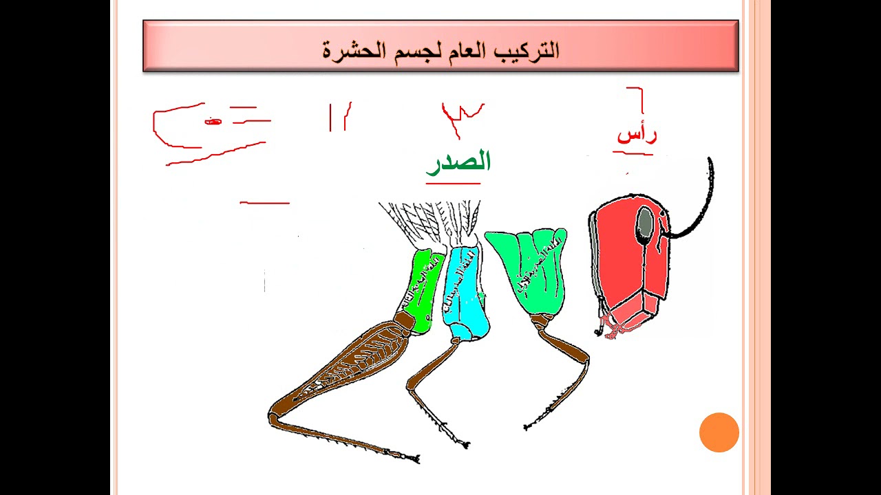 المحاضره الاولي بمقرر اساسيات حشرات عام