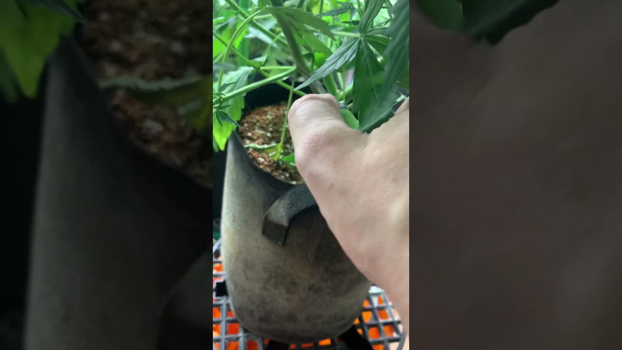 Lollipoping and defoliation of an Autoflower