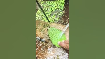 Removing spines from cactus stem #asmr #shorts