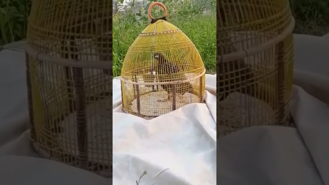 30 1 2026 kalateetar blackfrancolin teetarvoice blackpartridge francolin kala teetar ki awaz sindhi 