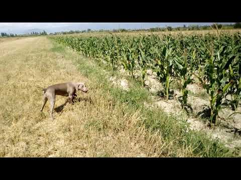 ვეიმარანერის შერის სტოიკა