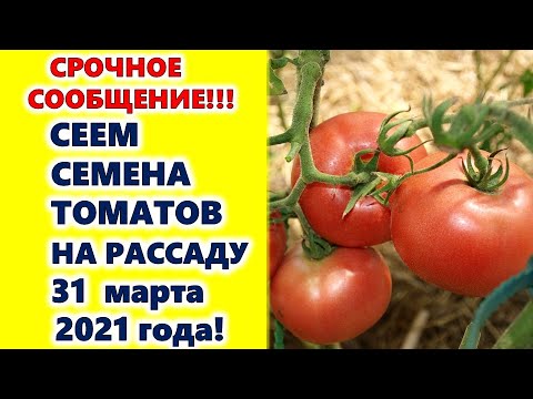 Посев томатов в марте 2024г. Благоприятные дни для посадки томатов в марте 2023. Лунный календарь длчпосадки. Лунный календарь посадок. Садовый календарь.