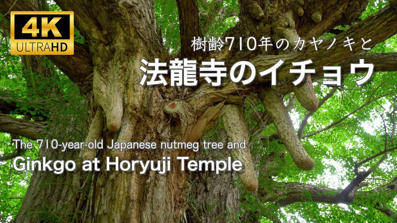 法龍寺のイチョウ・樹齢710年のカヤノキ 🌲 The 690 and 710-year-old