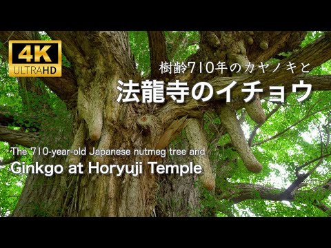 法龍寺のイチョウ・樹齢710年のカヤノキ 🌲 The 690 and 710-year-old