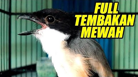 PENTET GACOR FULL ISIAN TEMBAKAN PANJANG ❗️ MASTERAN CENDET GACOR TEMBAKAN KERAS 100% BIKIN EMOSI