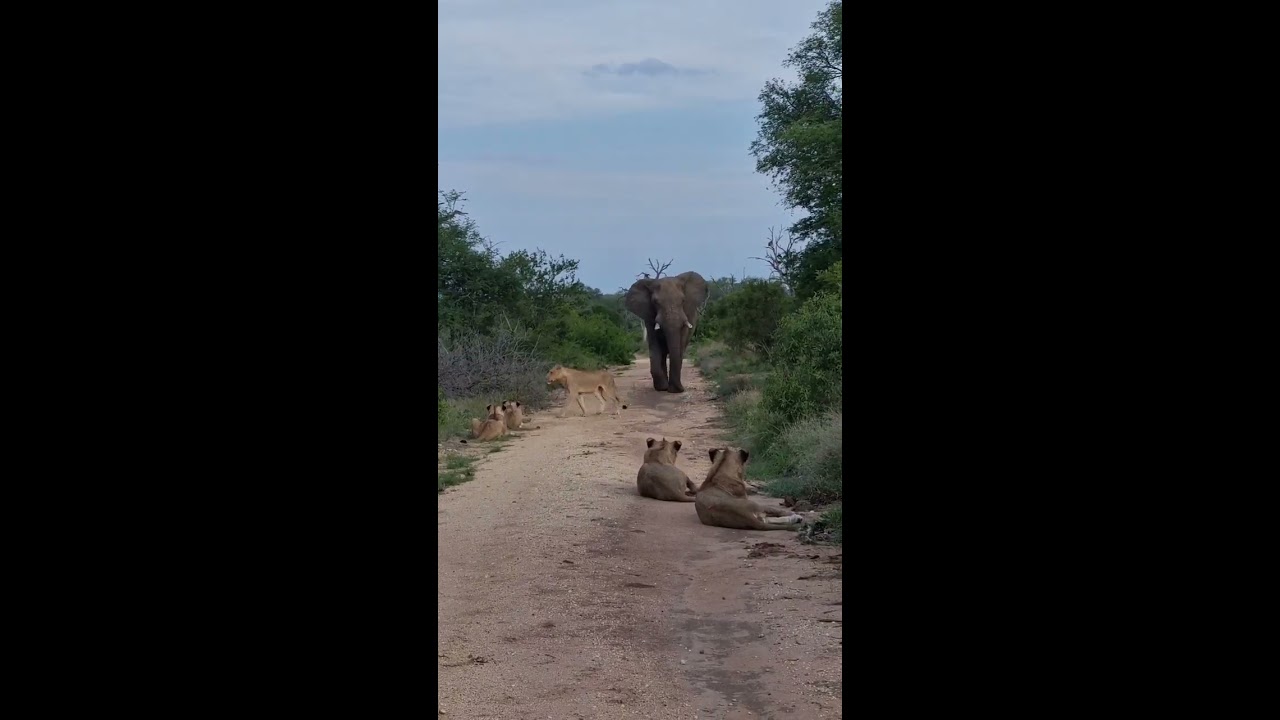 When Lions Meet An Elephant 
