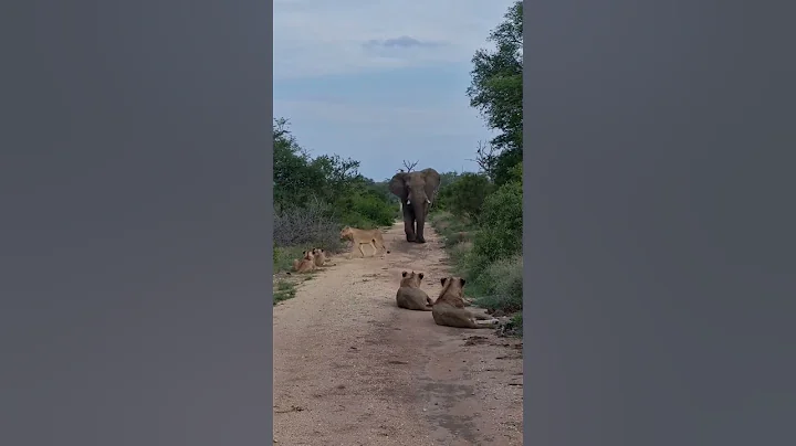 When lions meet an elephant 😬
