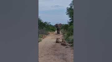 Thumbnail of When lions meet an elephant 😬