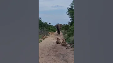 When Lions Meet An Elephant 