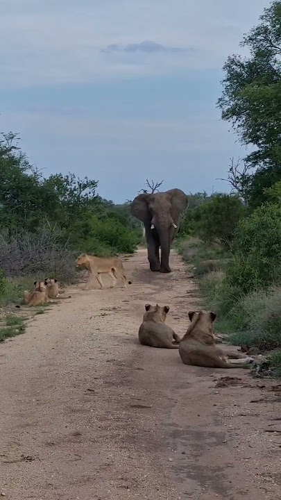 When lions meet an elephant 😬