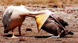 RAKUS! BURUNG PEMAKAN BEBEK