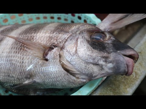 ZEBRA Seabream Fish Cleaning Skills [ All NEW ]