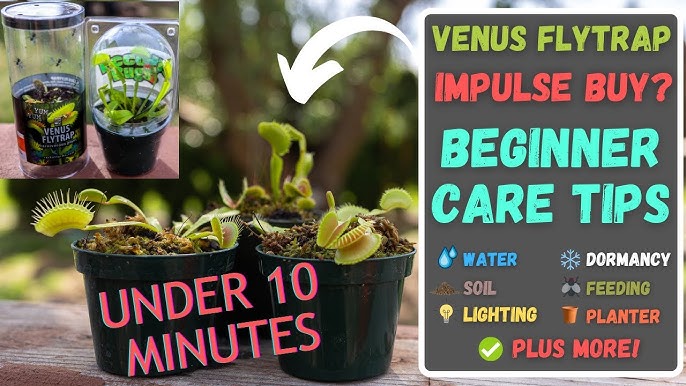 5 Things You Didn't Know About Venus Flytraps