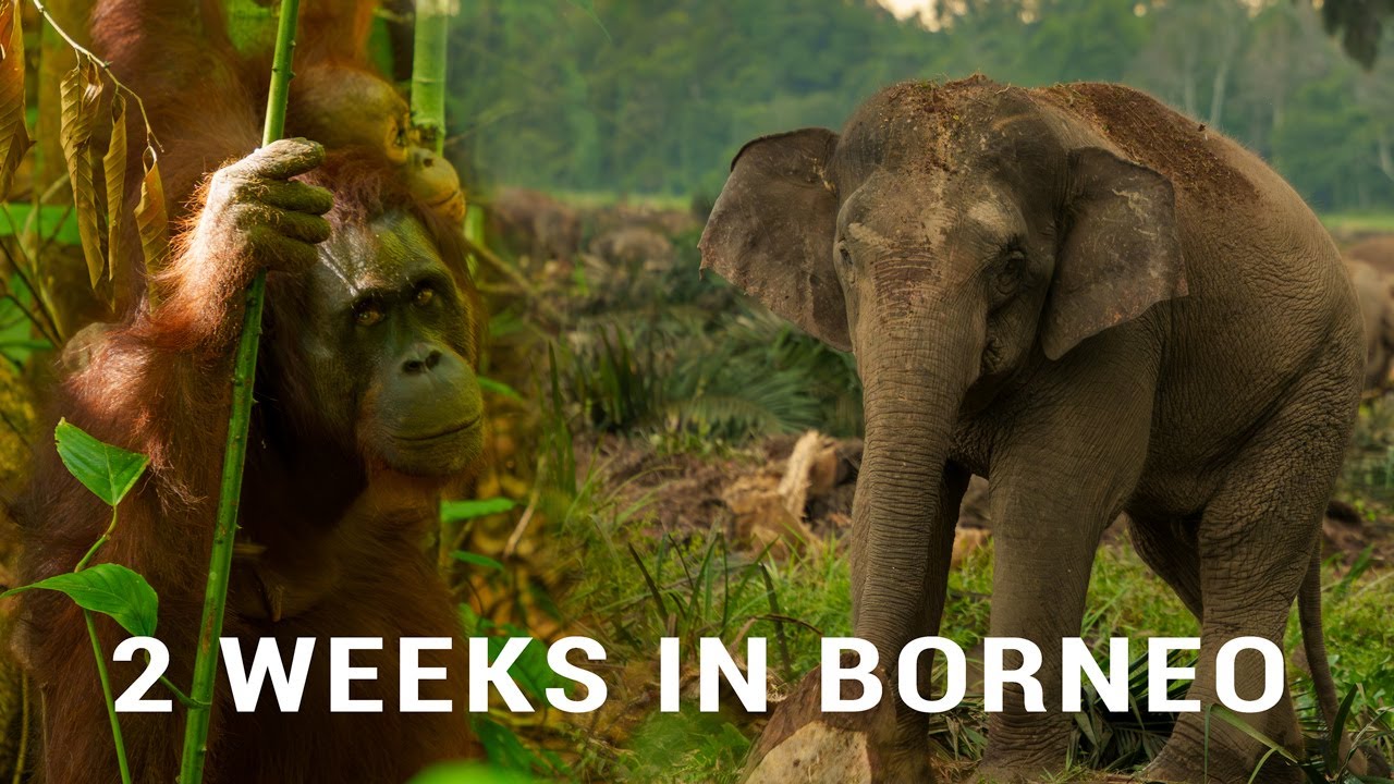 Ultimate 2-Week Borneo Itinerary (Sabah) – Full Costs, Activities & Travel Guide