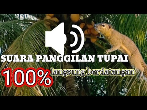 Suara Pikat Tupai Ampuh‼️#pikat#tupai#hama#ampuh#mp3#hunting#sanggong#musik#viral#alam#fyp