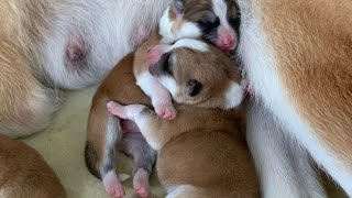 #AKITA PUPPIES ONLINE | ЩЕНКИ #АКИТА ОНЛАЙН | PET 犬 | DAY 11 #AKITA PUPPIES ONLINE | ЩЕНКИ #АКИТА ОНЛАЙН | PET 犬 | DAY 11