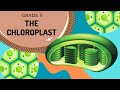 Chloroplasts and Photosynthesis Quiz