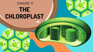 The CHLOROPLAST | Cell organelles made easy