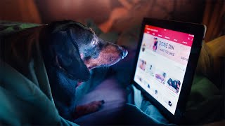 Gadget mania! Funny dachshund dog video!