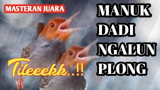 Masteran Prenjak Gacor Ngalun Relax Pol..!!