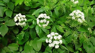 PODAGRARIA IN FIORE - Aegopodium podagraria L.