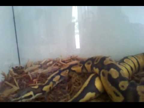 melissa leach fort myers Male Vanilla Pastel feeding on Med. rat attempt 1