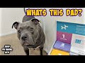 Talking Pitbull Gets His DNA Test Results Back In! Find Out What Him &amp; His Brother Are!!