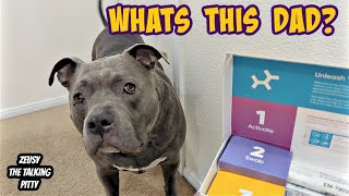 Talking Pitbull Gets His DNA Test Results Back In! Find Out What Him & His Brother Are!!