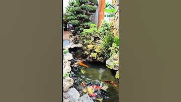 Hồ cá koi đẹp #cácảnh #sânvườnđẹp