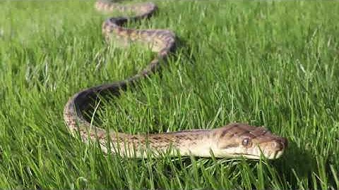 "Merauke" Scrub Python