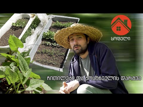 სოფელი • Sofeli -- ჩითილები და ეზო