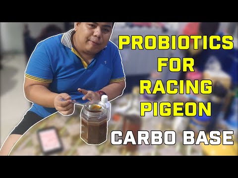 How to Make Carbo base Probiotics for Racing Pigeons