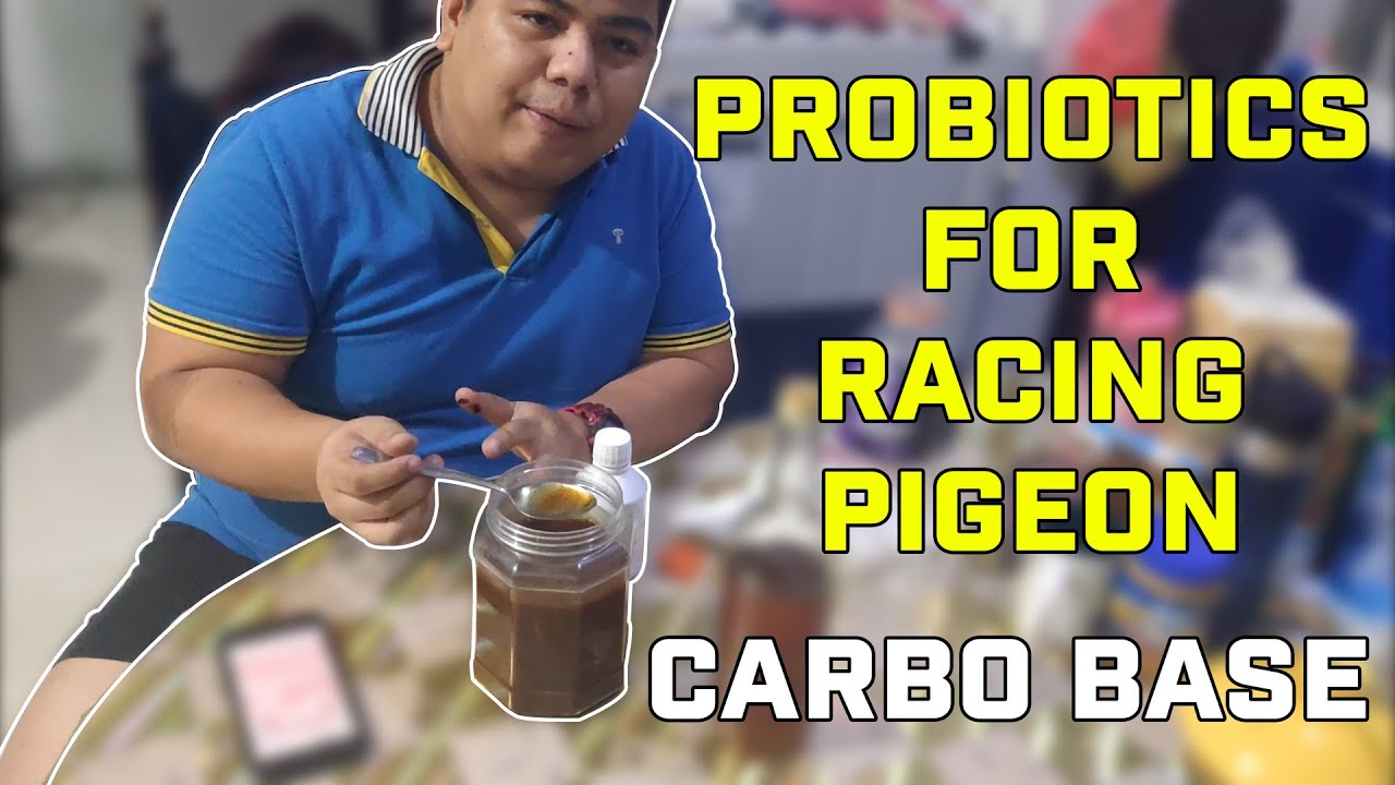 How to Make Carbo base Probiotics for Racing Pigeons