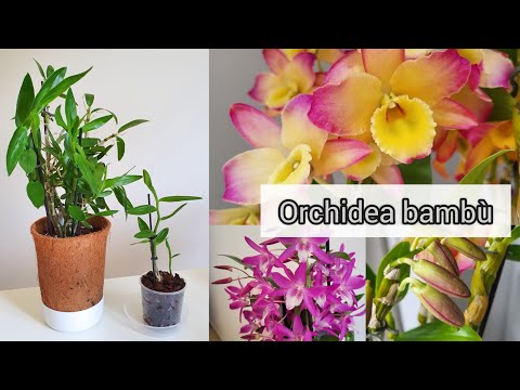 Video: Orchid Dendrobium Nobile: foto, assistenza domiciliare