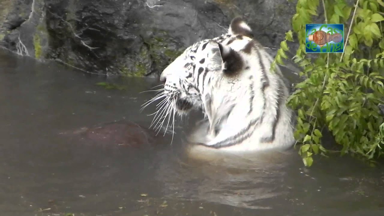 el tigre y su juguete - YouTube