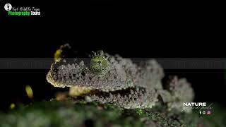 Full The Gordon’s Bug-eyed Frog | VIET WILDLIFE TRIPS Guide