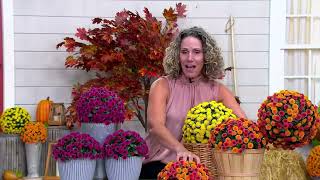 Wicker Park Set of (2) 10 or 12 Faux Mum Garden Spheres on QVC
