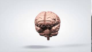 3D Rotating Anatomical Model Human Brain Yfm Cbzb