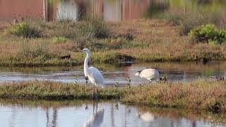 Egret, Landing Lights Wetlands