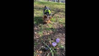 Yorkie Behaving Perfectly at Home But Acting Dumb in the Park | Different Personalities :D