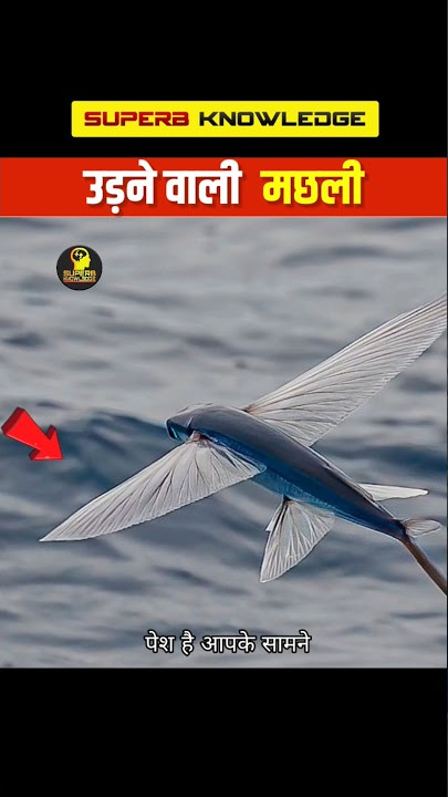 The Flying Fish #facts #hindifacts #Flyingfish #shortsfeed