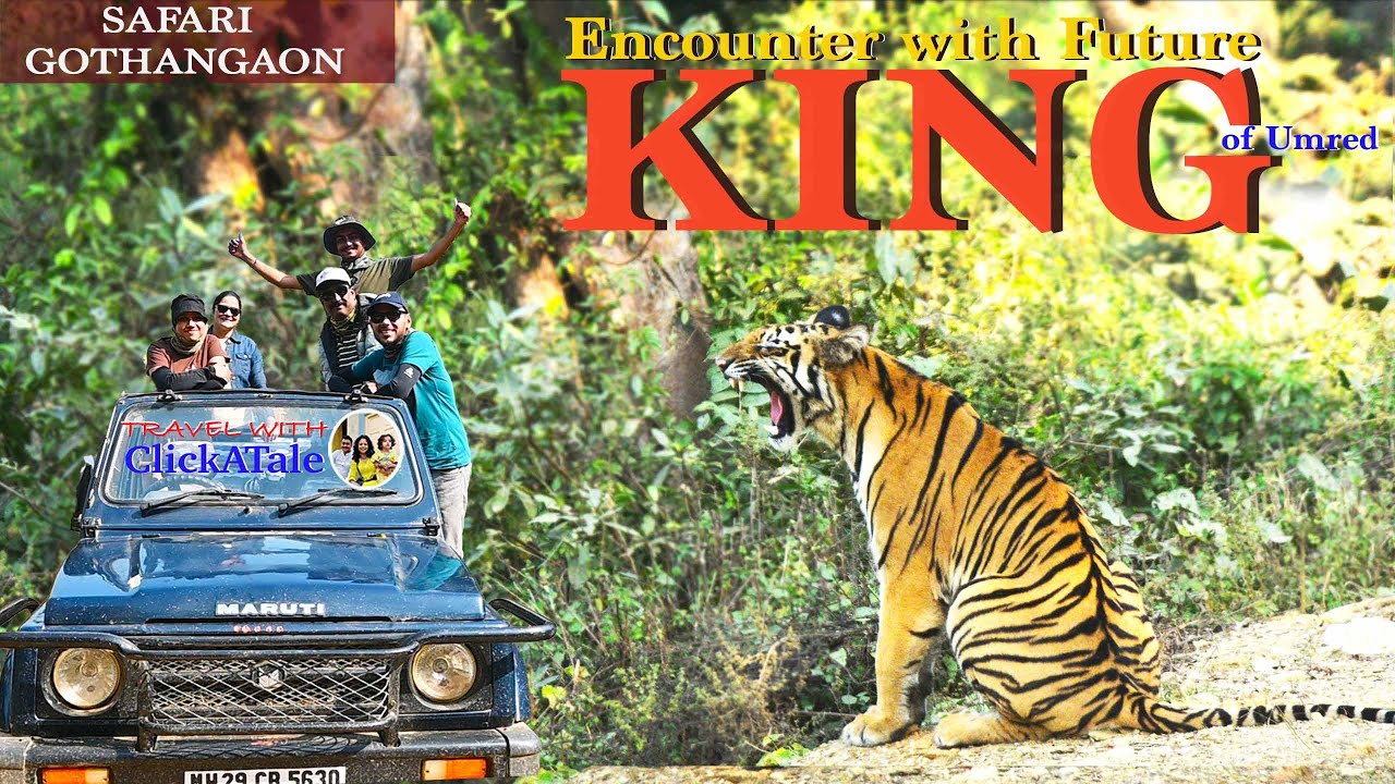 New era of Umred Kharandla wildlife has begun | Famous Gothangaon tigers Safari | F2 tigress cubs