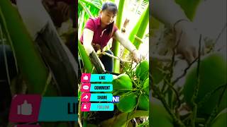 Cewek China Panen Kelapa Muda dari Pohon Super Tinggi #PanenKelapa #CewekTangguh