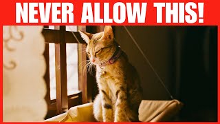 If You Have an Indoor Cat, Never Do THIS! (12 Common Indoor Cat Mistakes)
