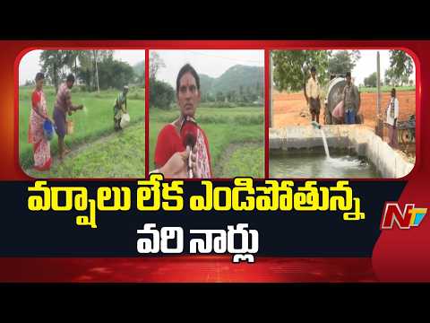 Visakha: ఉమ్మడి విశాఖ జిల్లాలో దయనీయంగా రైతుల పరిస్థితి | NTV Telugu - NTVTELUGU