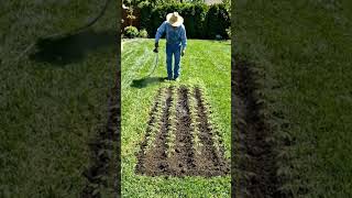 Backyard Vegetable Garden: Tomato Growing Time-Lapse #shorts #usa #creative