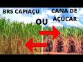 O QUE PLANTAR, CANA OU CAPIAÇU PARA ALIMENTAR OS BOVINOS?